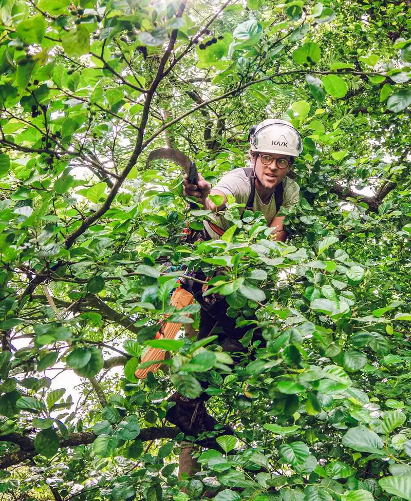 Baumpflege und Baumfällung durch Industriekletterer